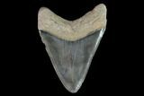 Serrated, Fossil Megalodon Tooth - Georgia #95487-2